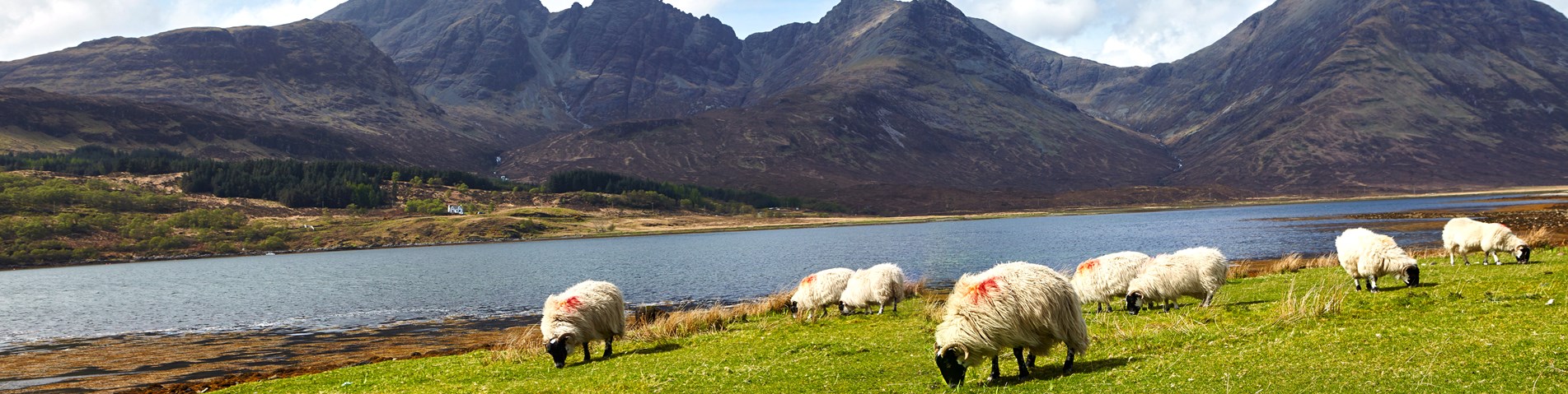 sheep-loch-and-hills-scotland-shutterstock.jpg