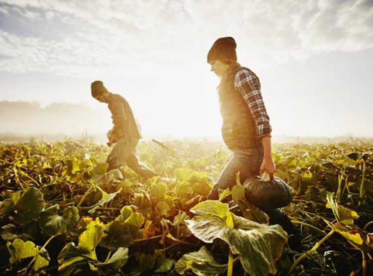 organic farming