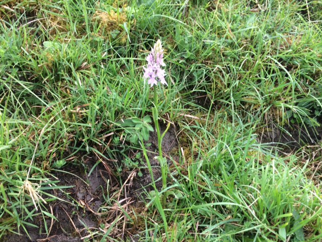 plant growing in a field
