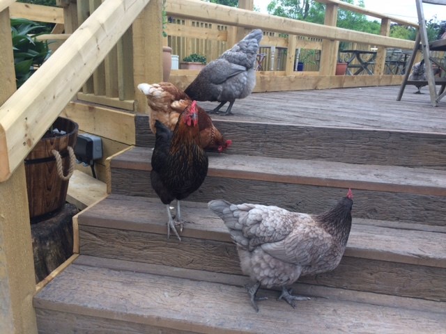 chickens on a balcony