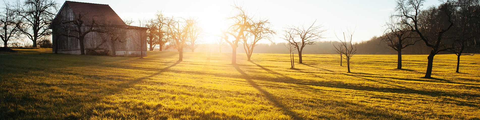 Sunset-farm-trees