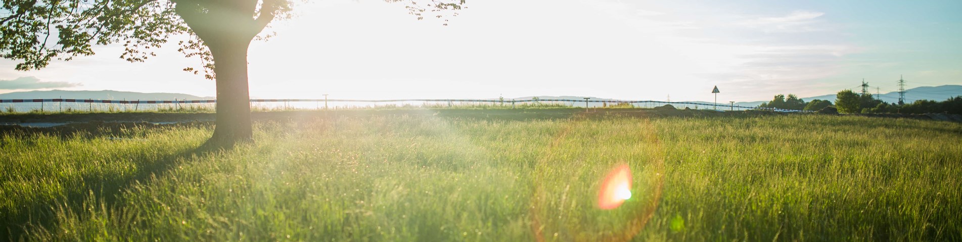 tree-among-grass-pexels-photo-34066