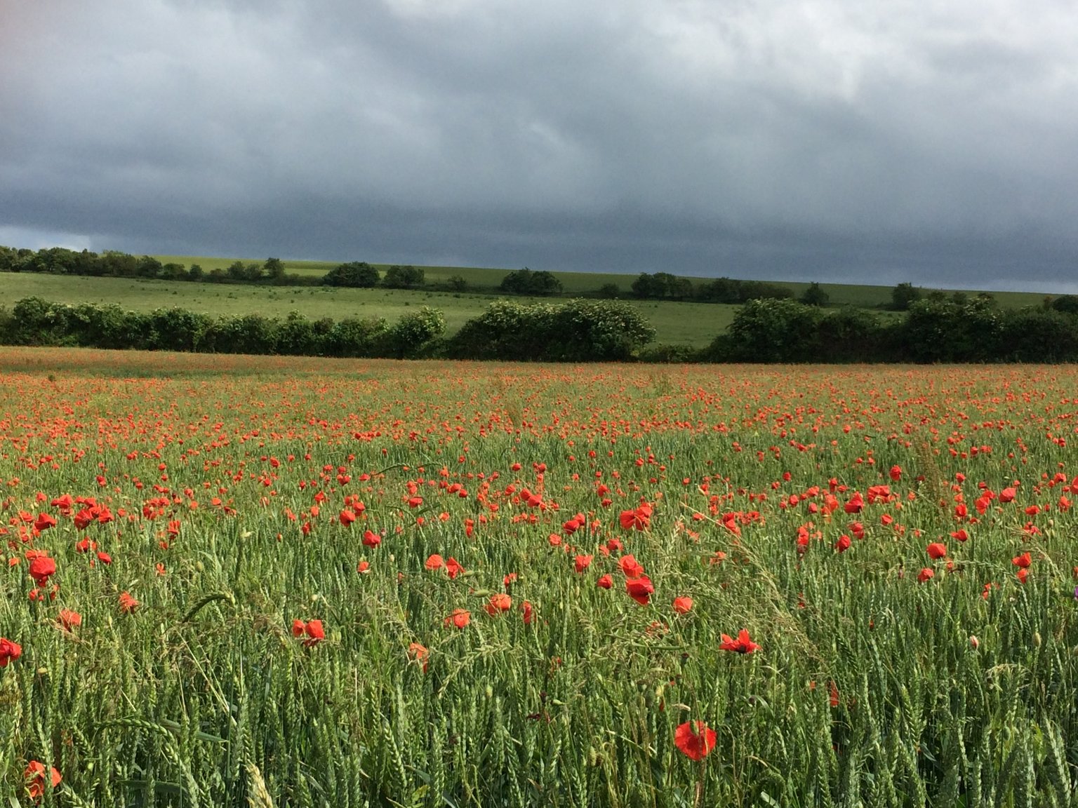 Helen's Notes From The Farm - Week 11