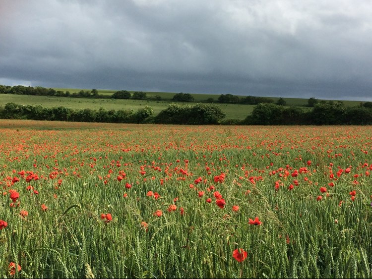 Poppies at Helen's farm