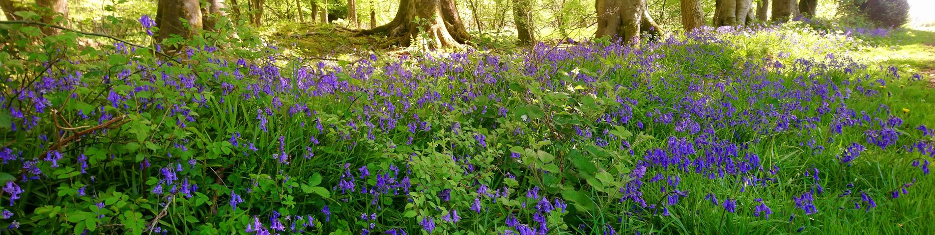 trees and bluebells.jpg