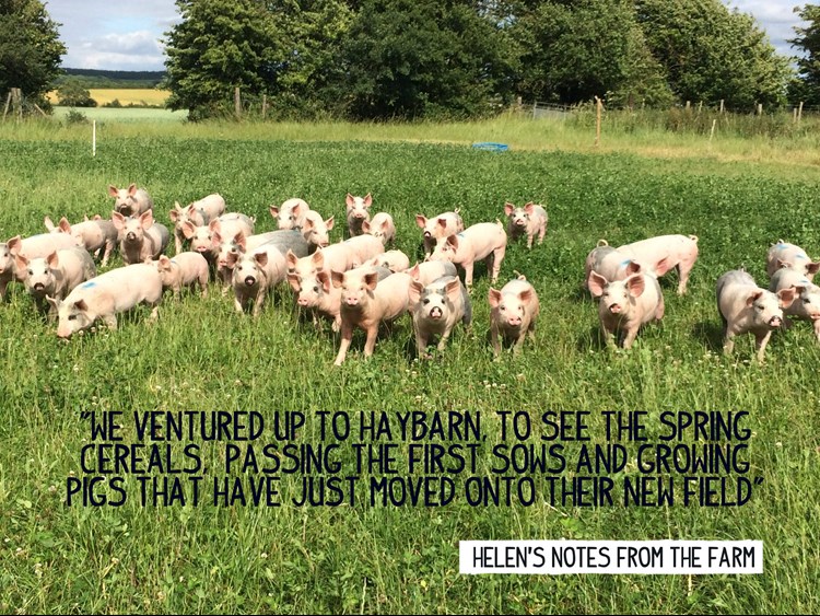 Pigs and clover on Helen's farm