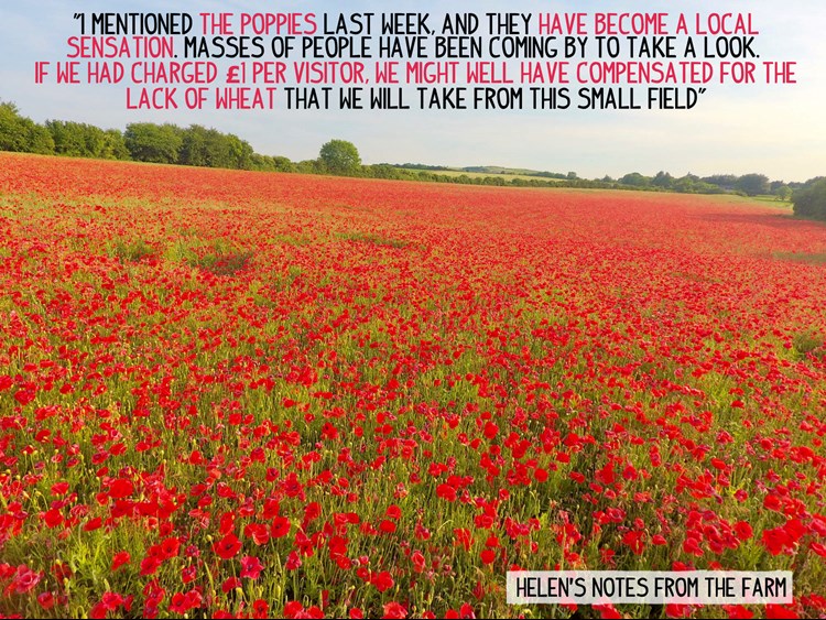 Poppy field at Helen's farm
