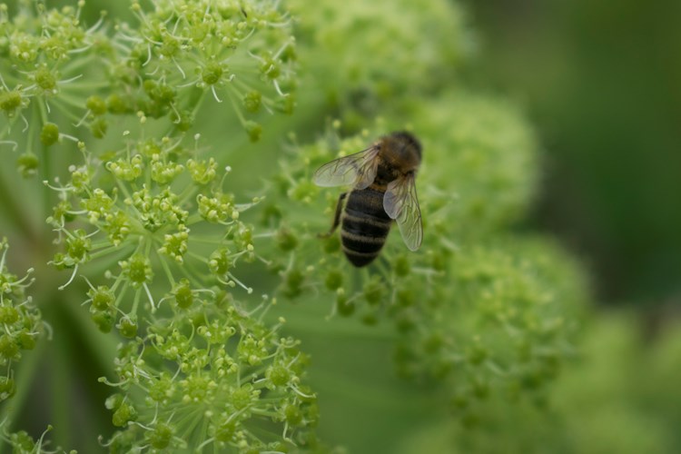 bee on a plant