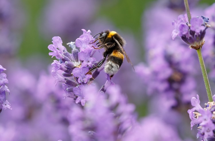 Bee and lavender