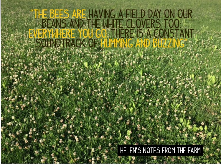 Bees are buzzing at Helen's farm