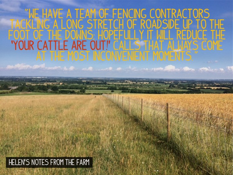 The new fence at Helens farm should keep the cattle in place