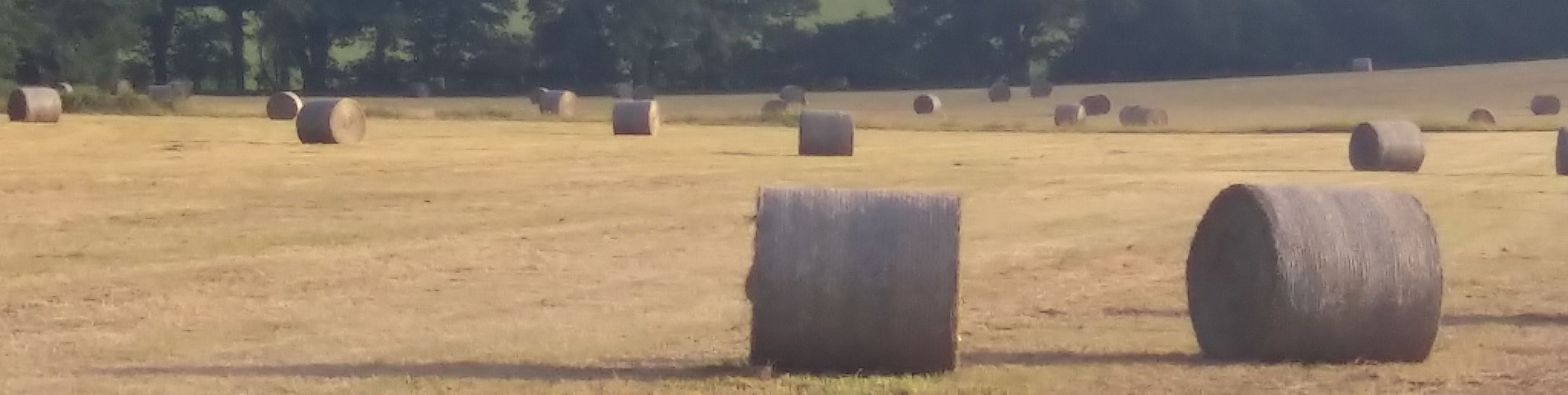 farm_17_1.jpeg