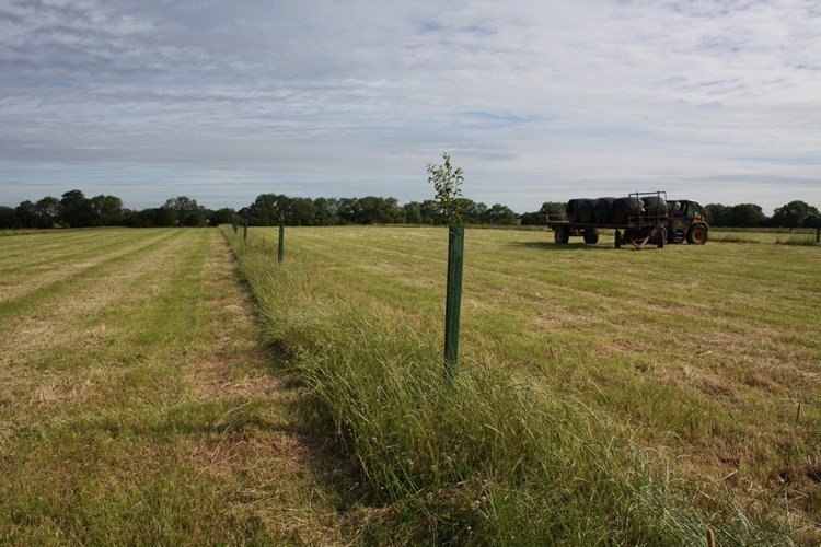 example of agroforestry on a farm