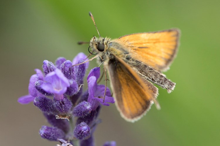 Butterfly on flower
