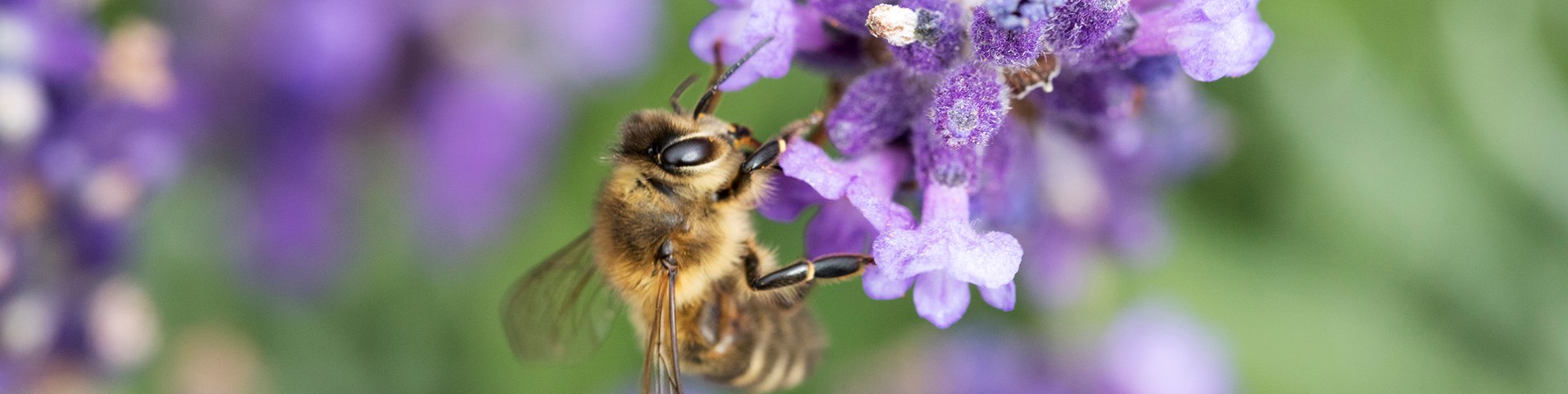 IO5A0838-Bee-Seb.jpg