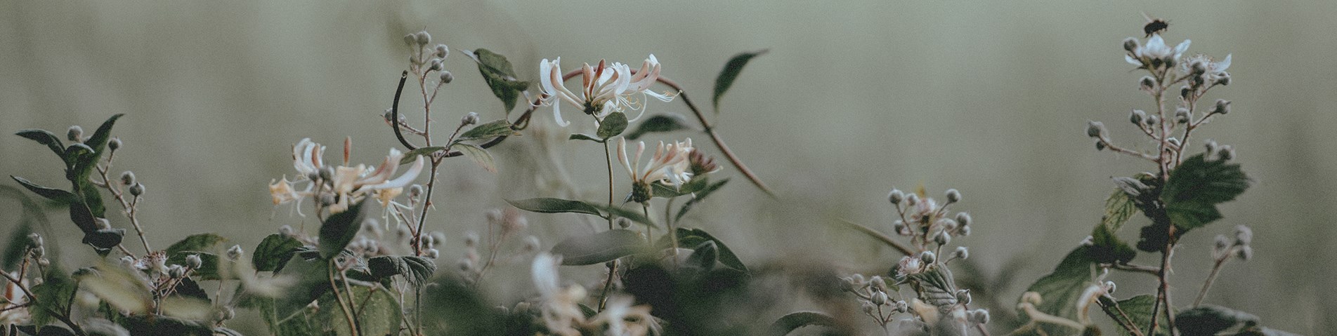 Hedgerow-annie-spratt-283744-unsplash.jpg