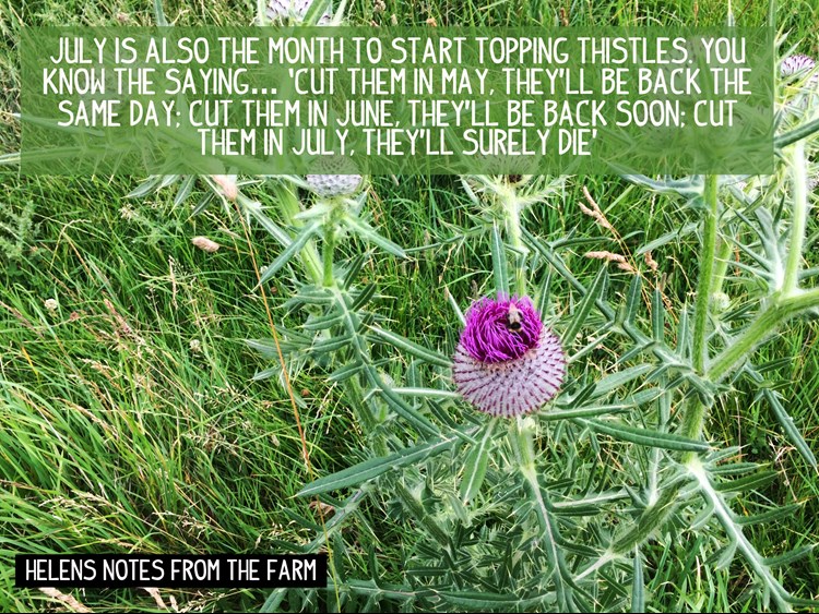 Thistles