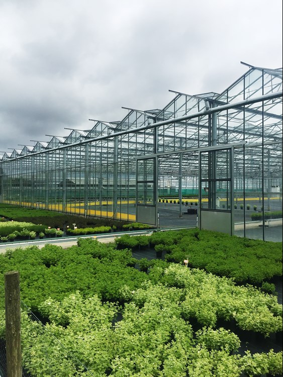 Binstead Nursery