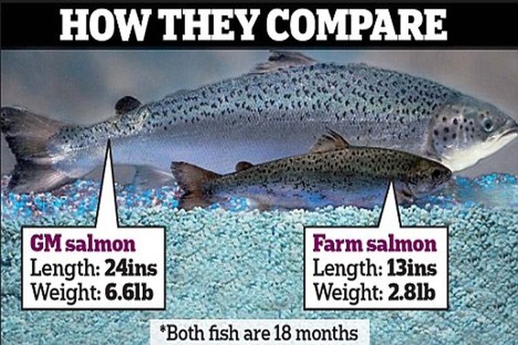 GE Salmon comparison