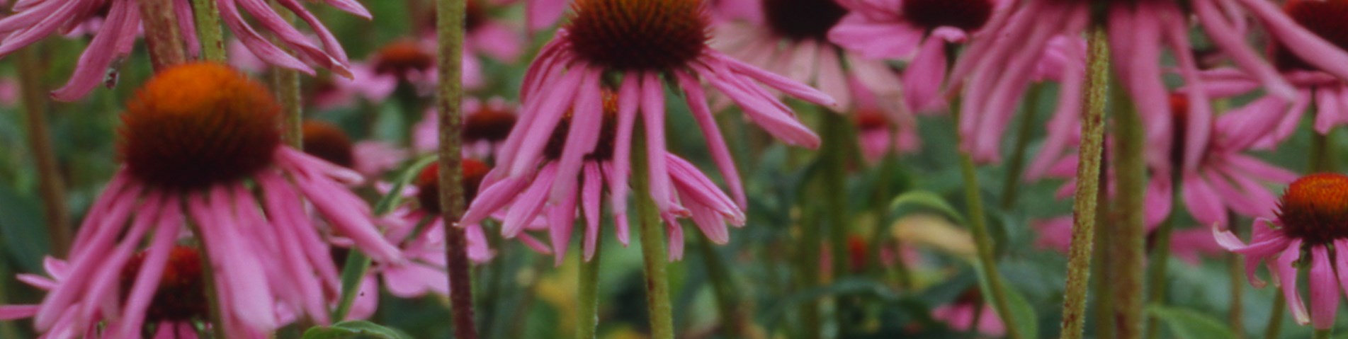 echinacea.jpg