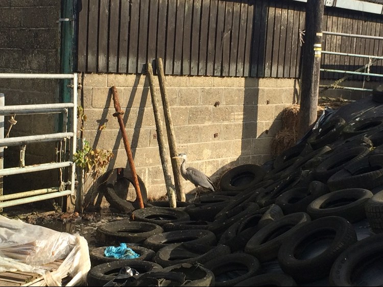 Heron on a silage clamp