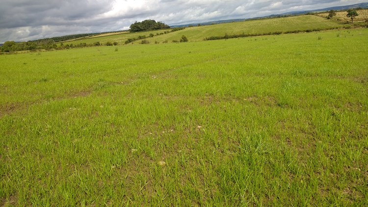 persistent ley in a field