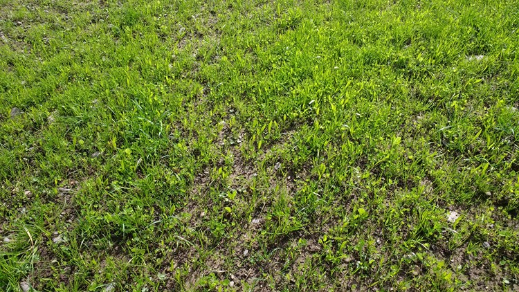 grass