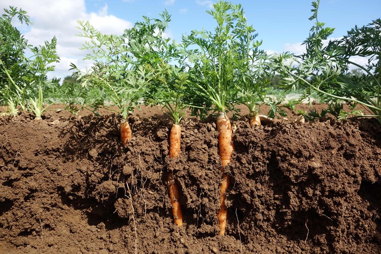 Organic carrots