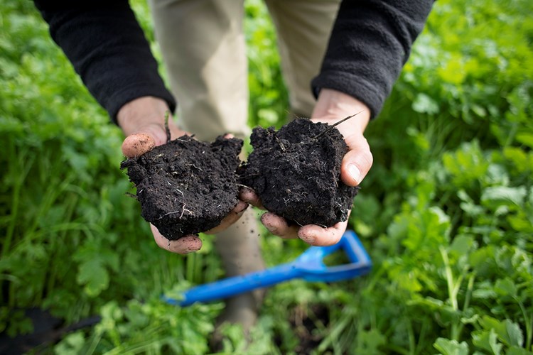 Hands with soil