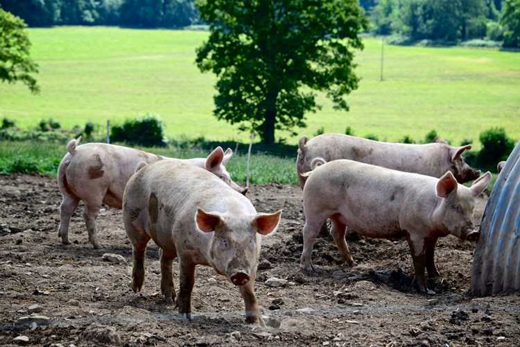 pigs and a pig stye