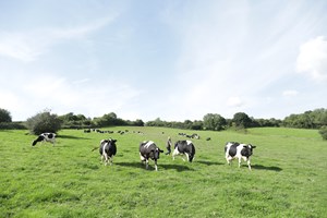 One in four UK households now choose organic milk