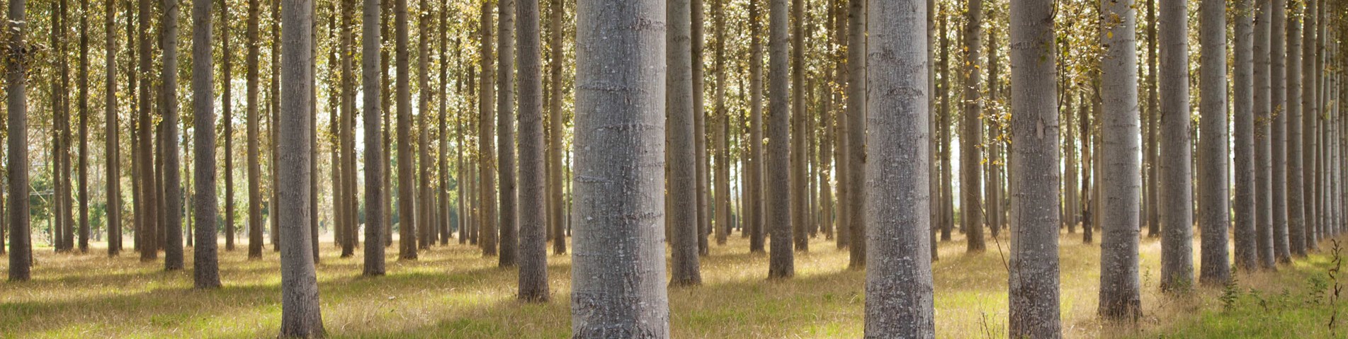 Showle Court_041.jpg