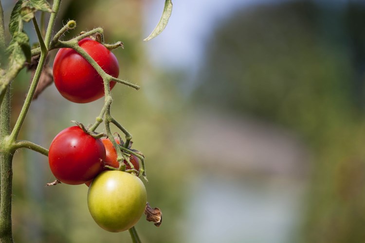 tomatoes on a vine