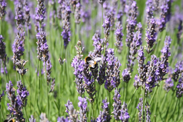 Pollinators