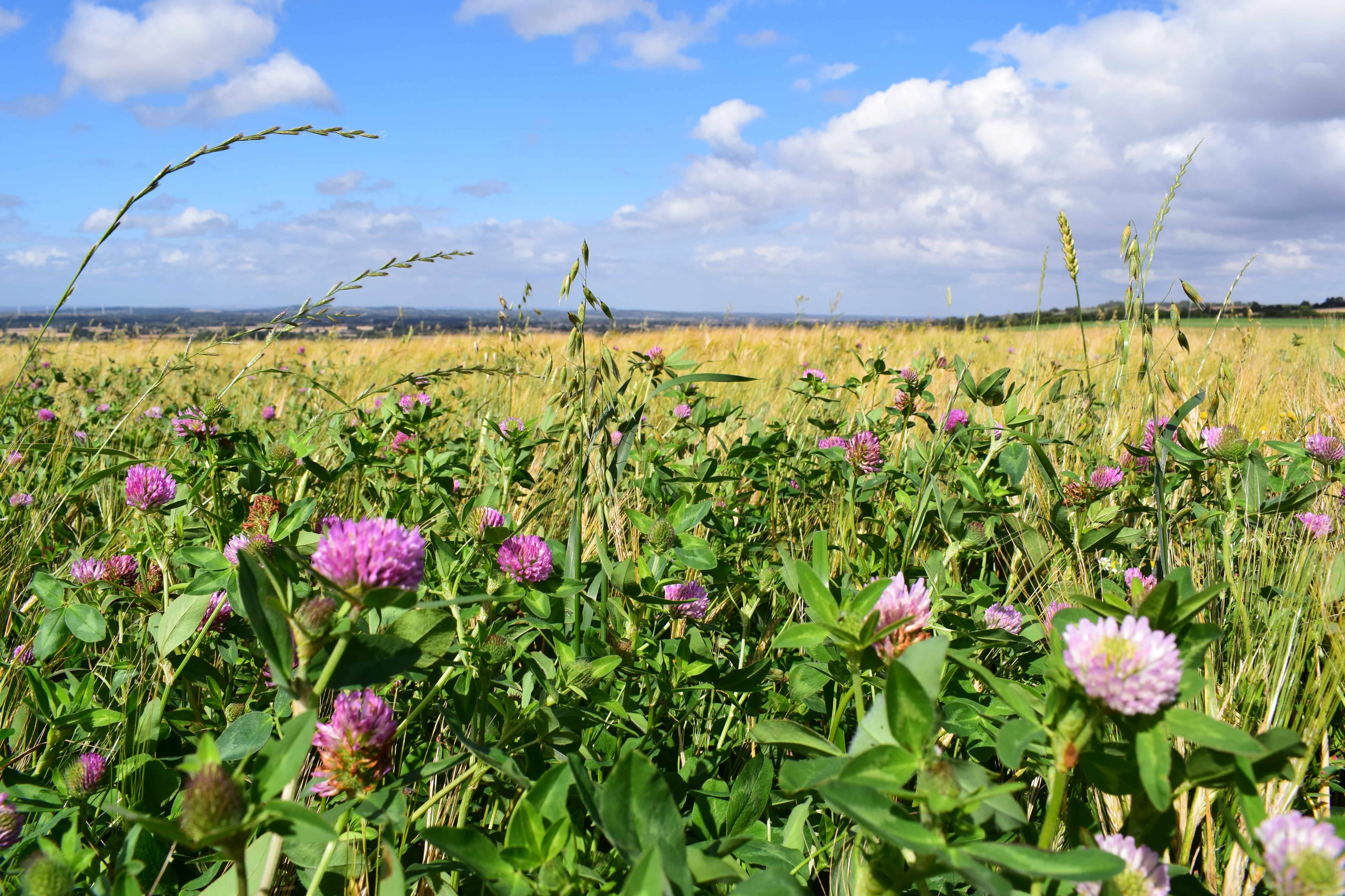 The National Food Strategy aligns with much of our vision for food and farming in England