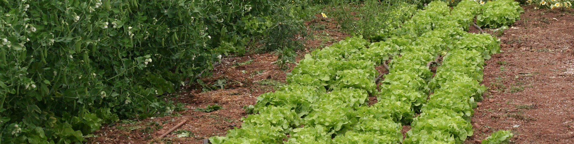 aLettuce3.jpg