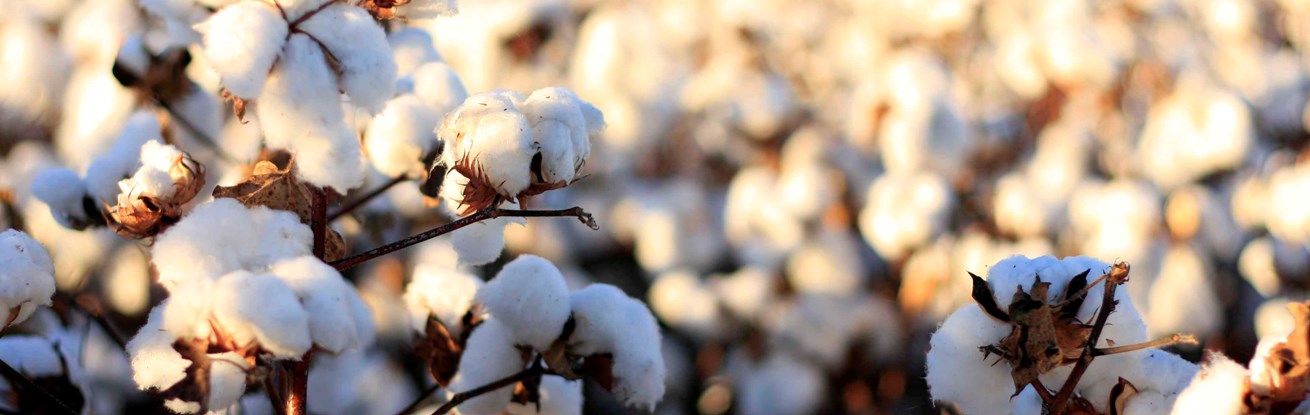organic cotton labelled for reuse.jpg (1)