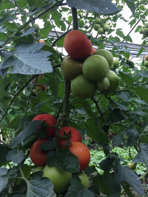 tomatoes growing on the vine