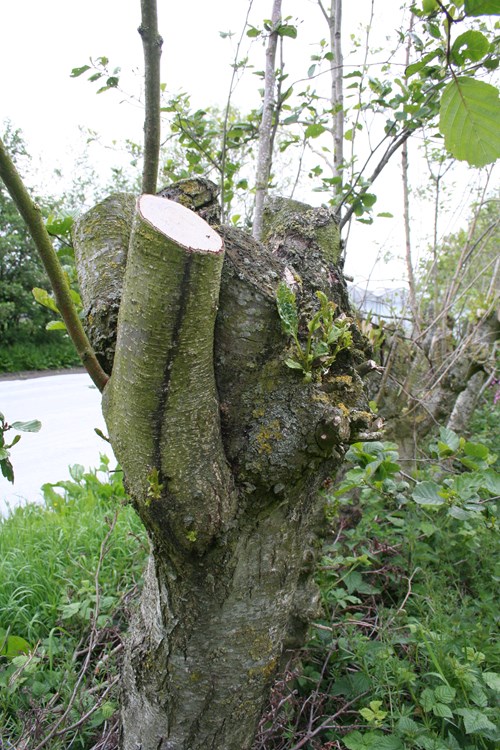 Alder Tree