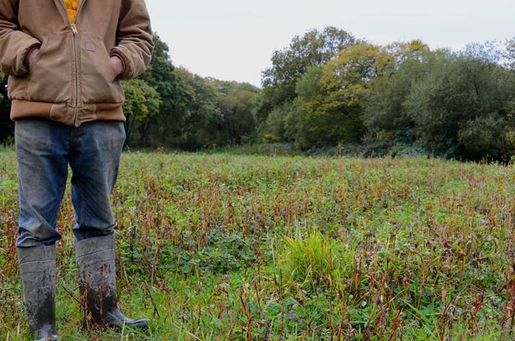 healthy field and manure