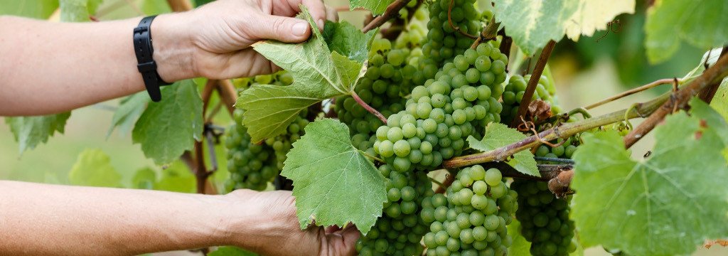 Forty Hall Vineyard