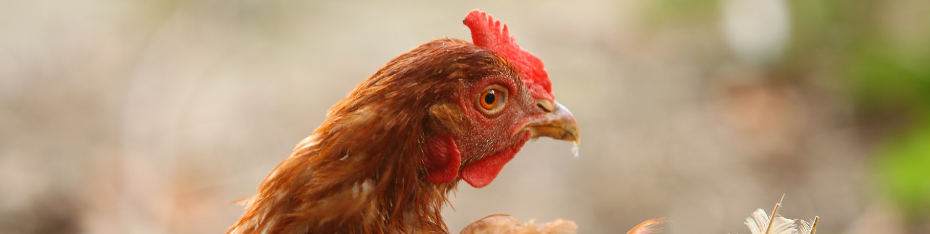 chickens5.jpg