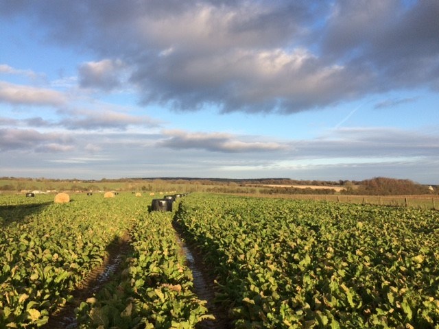 Turnips set up with silage and straw bales