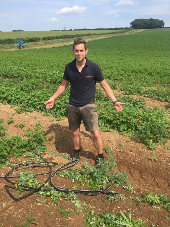 Joe Rolfe in a field of potatoes