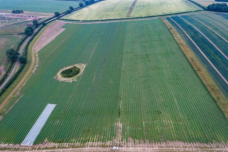 a field of potatoes