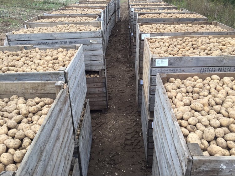 potatoes sorted into wooden pallets