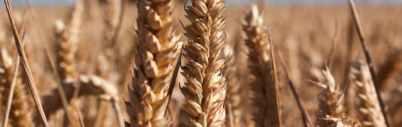 Soil Association Comment On Glyphosate Vote