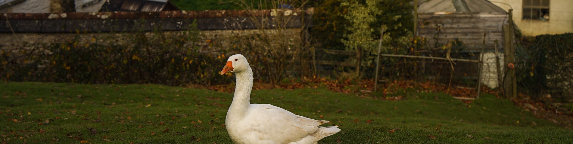 DSC09233.jpg