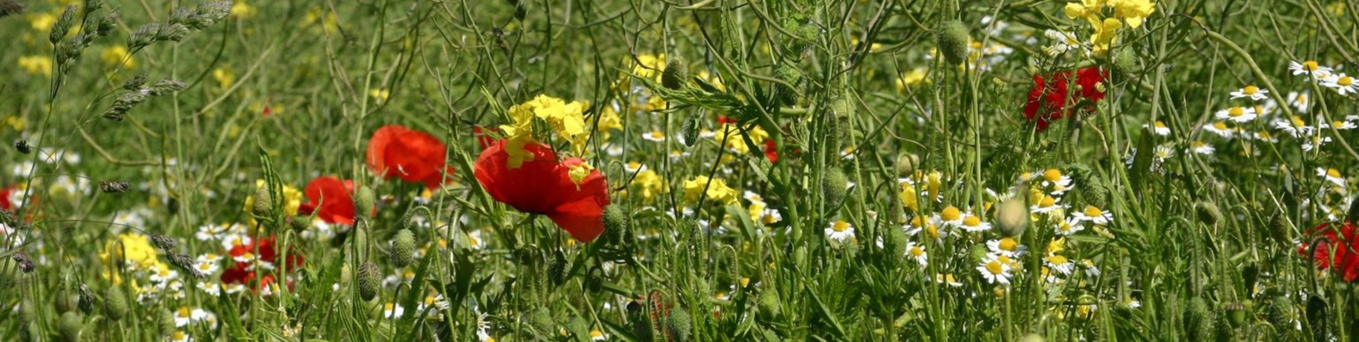 Wildflowers