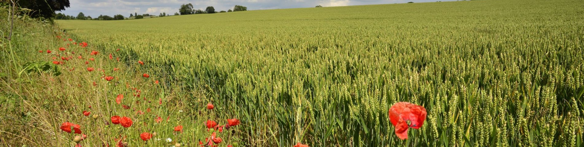 Wildflower margin